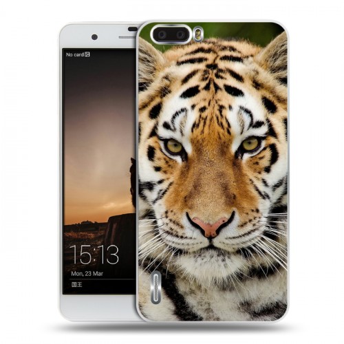Дизайнерский пластиковый чехол для Huawei Honor 6 Plus Тигры