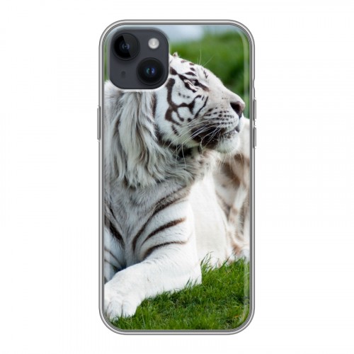 Дизайнерский пластиковый чехол для Iphone 14 Plus Тигры