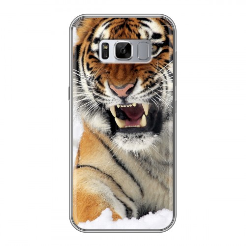 Дизайнерский силиконовый чехол для Samsung Galaxy S8 Plus Тигры