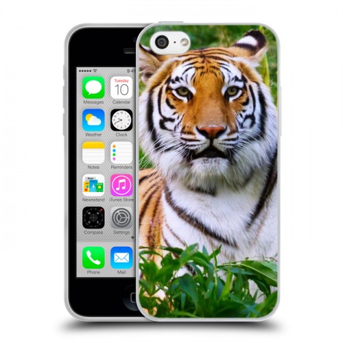 Дизайнерский пластиковый чехол для Iphone 5c Тигры