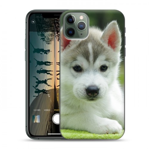 Дизайнерский пластиковый чехол для Iphone 11 Pro Max Щенки