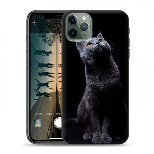 Дизайнерский пластиковый чехол для Iphone 11 Pro Кошки