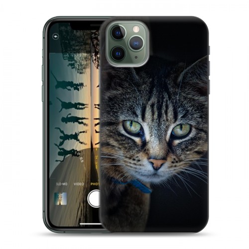 Дизайнерский пластиковый чехол для Iphone 11 Pro Кошки