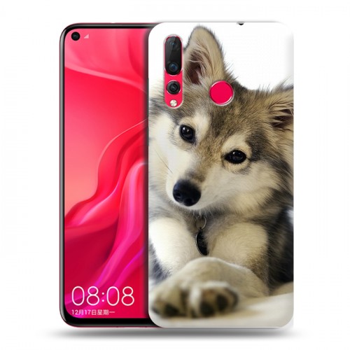 Дизайнерский пластиковый чехол для Huawei Nova 4 Собаки