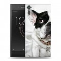 Дизайнерский пластиковый чехол для Sony Xperia XZs Собаки