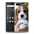 Дизайнерский пластиковый чехол для BlackBerry KEY2 Щенки