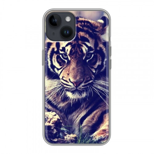 Дизайнерский пластиковый чехол для Iphone 14 Тигры