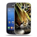 Дизайнерский пластиковый чехол для Samsung Galaxy Trend Lite Тигры